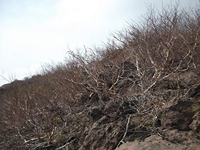 rra delle Concazze-201100508 088